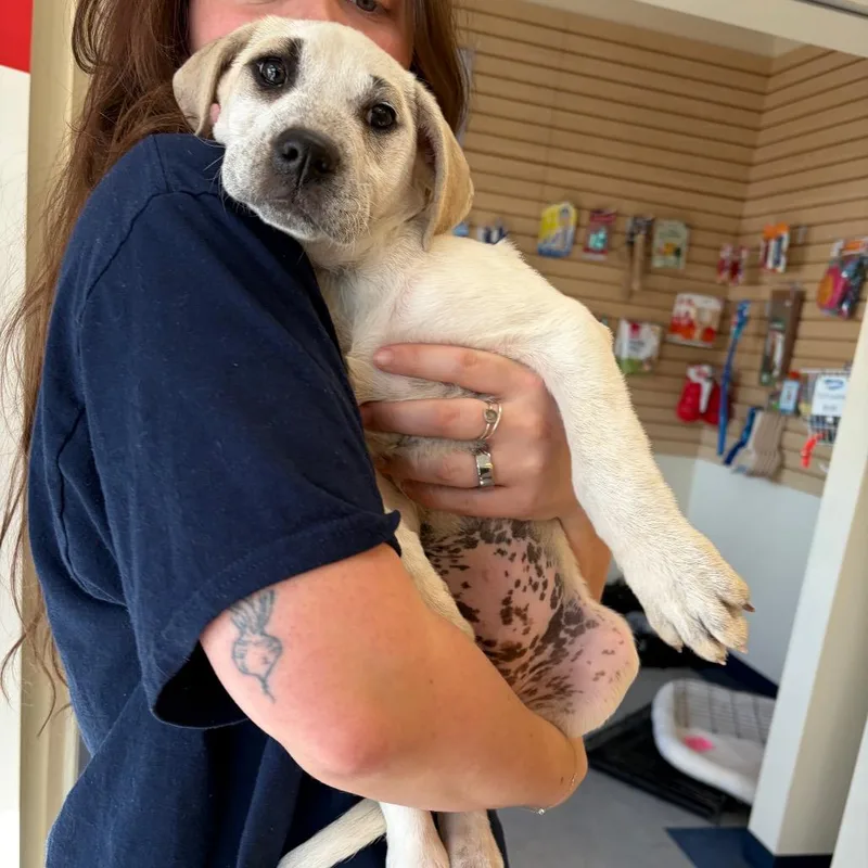 Little Miss Cheesesteak thumbnail 2