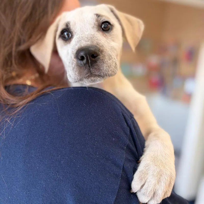 Little Miss Cheesesteak thumbnail 4