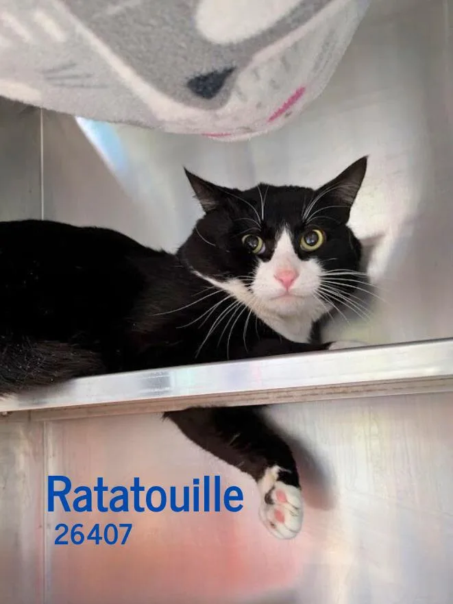 Ratatouille