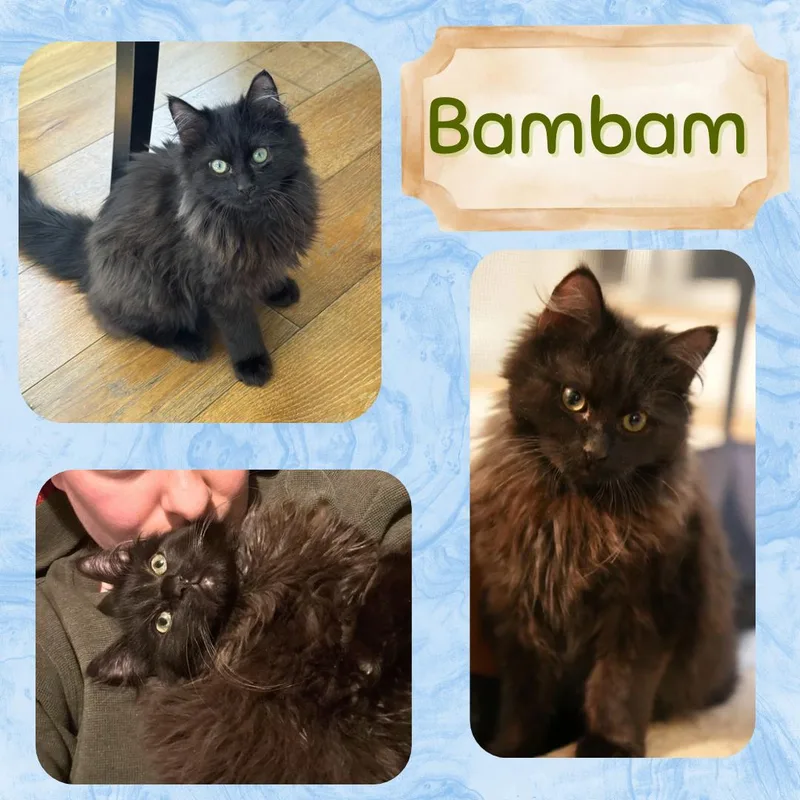 Pebbles And Bambam thumbnail 3