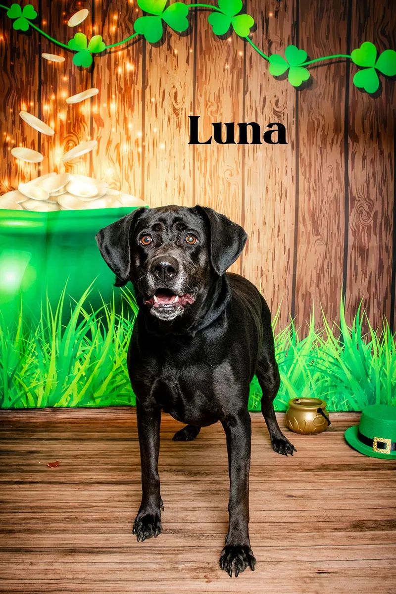 Luna thumbnail 2
