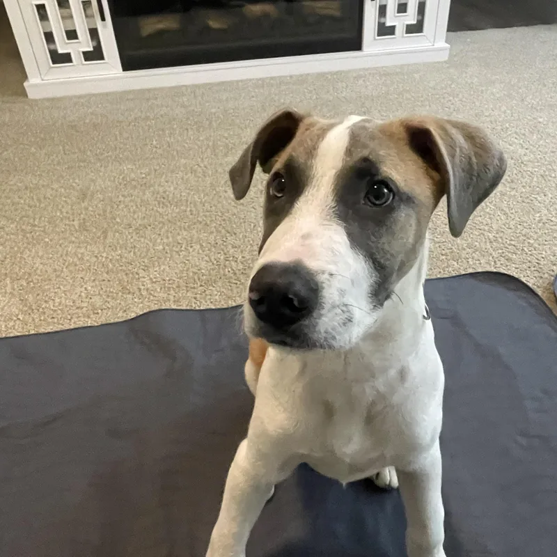 Jack Frost thumbnail 4