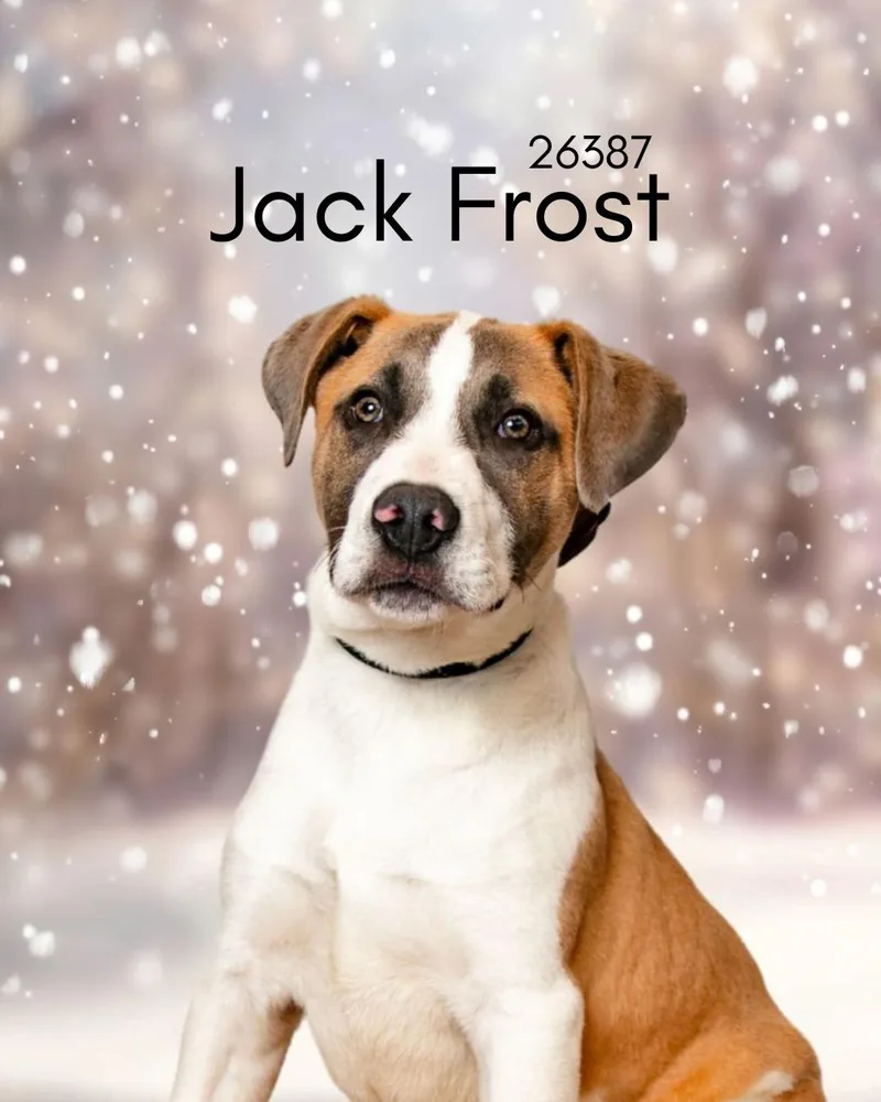 Jack Frost