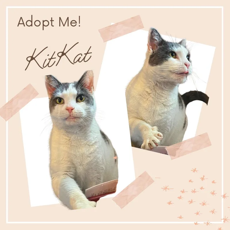 Kitkat  Lovely Adult thumbnail 4