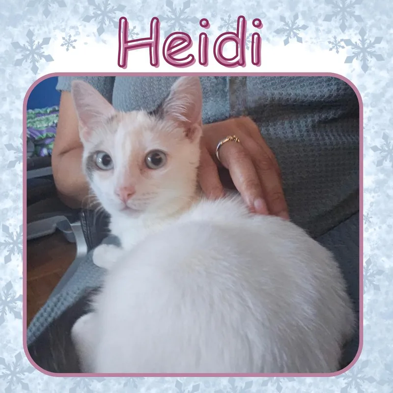 Heidi  Blue Eyed thumbnail 2
