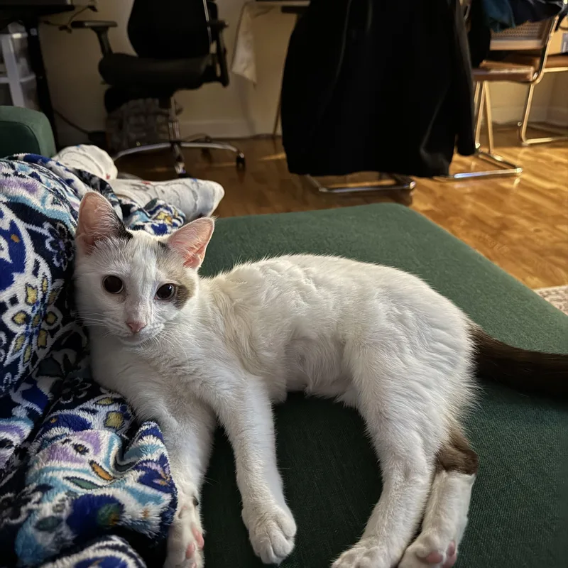 Heidi  Blue Eyed thumbnail 3