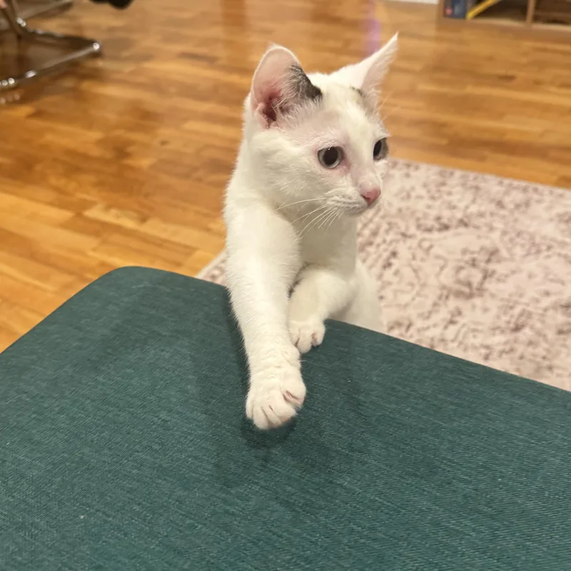 Heidi  Blue Eyed thumbnail 5