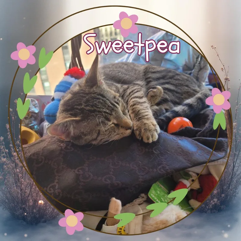 Sweetpea  Ultimate Cutie thumbnail 2