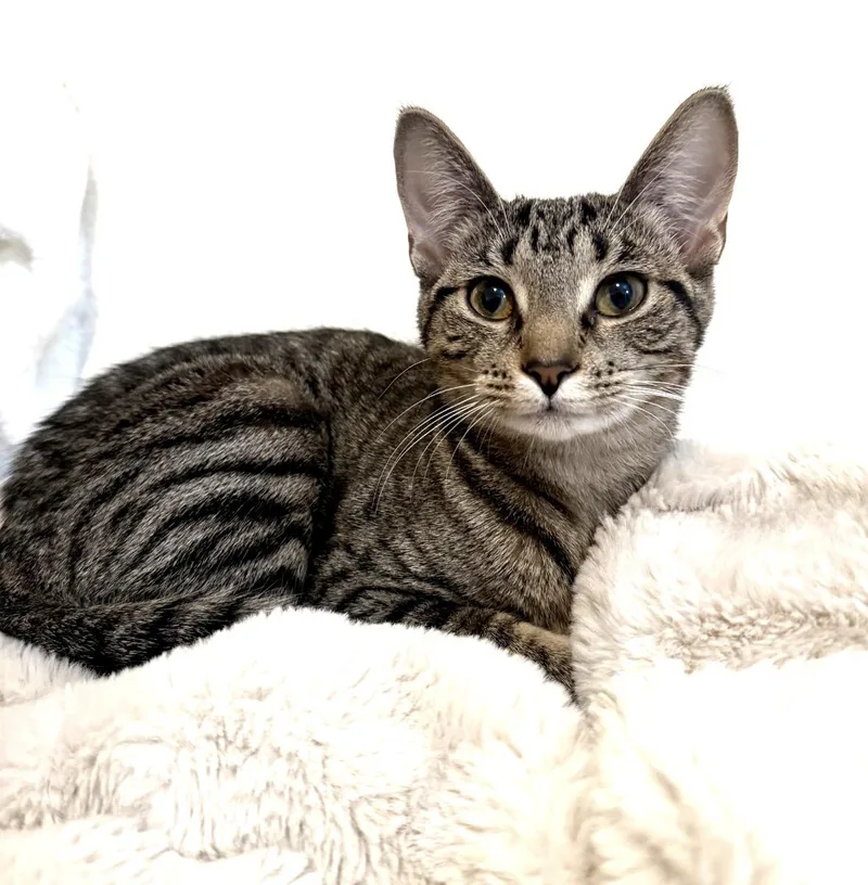 Sweetpea  Ultimate Cutie thumbnail 3