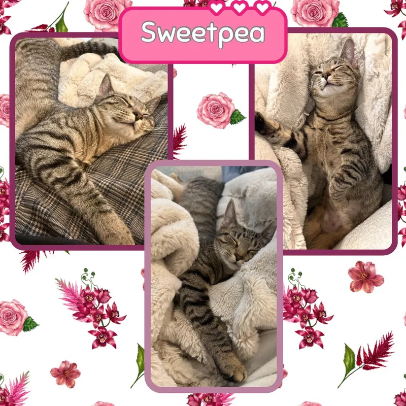 Sweetpea  Ultimate Cutie thumbnail 4
