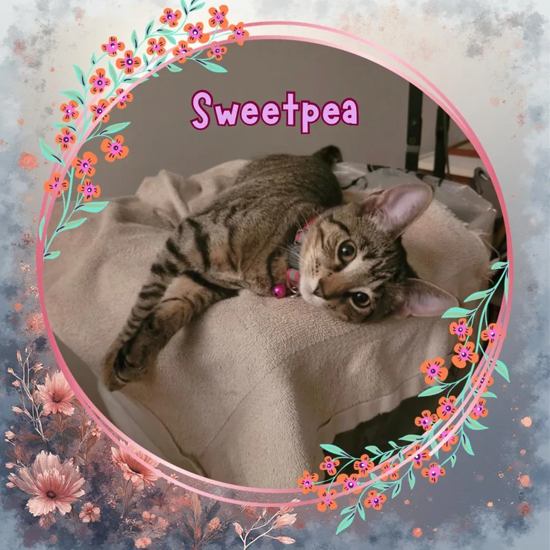 Sweetpea  Ultimate Cutie