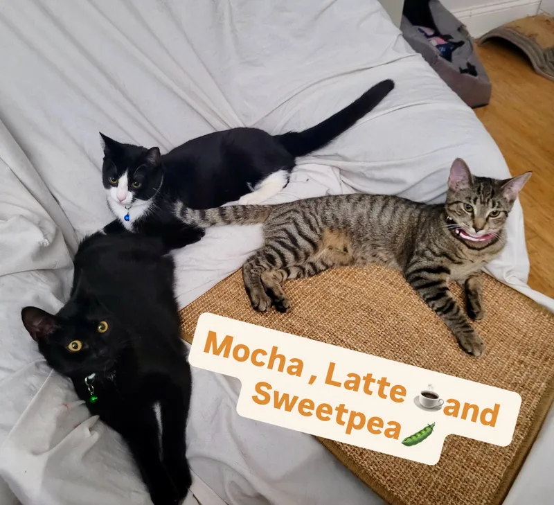 Sweetpea  Ultimate Cutie thumbnail 5