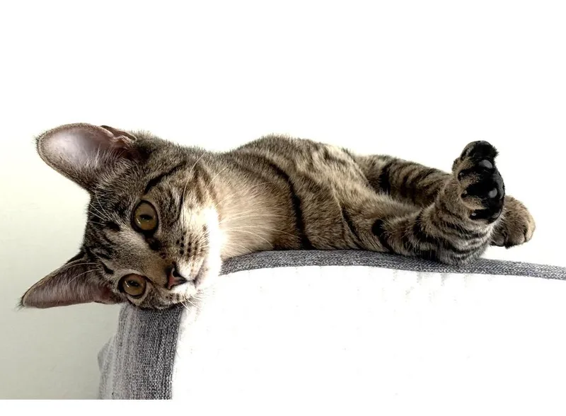 Sweetpea  Ultimate Cutie thumbnail 6