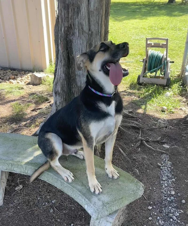 The Wizard thumbnail 2