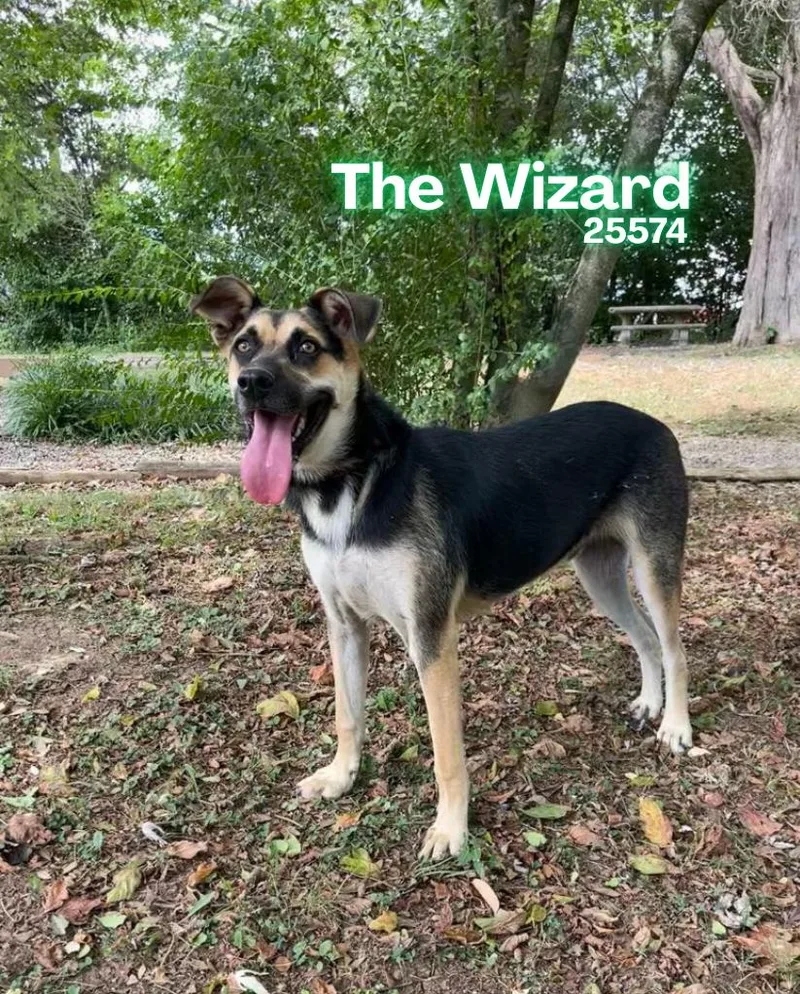 The Wizard thumbnail 3