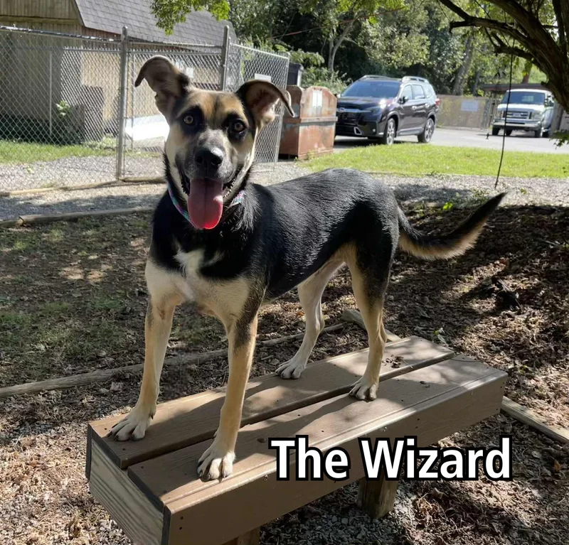 The Wizard thumbnail 4