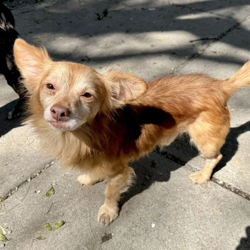 Tomatillo thumbnail 3