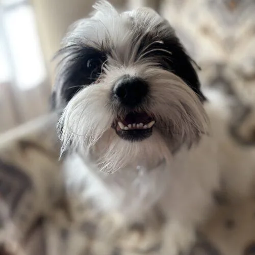 Mike Morgan thumbnail 3