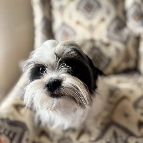 Mike Morgan thumbnail 4