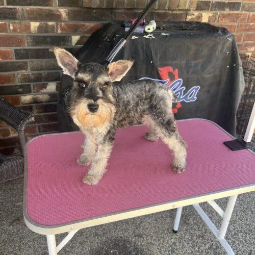 Sugar Plum Fairy thumbnail 2