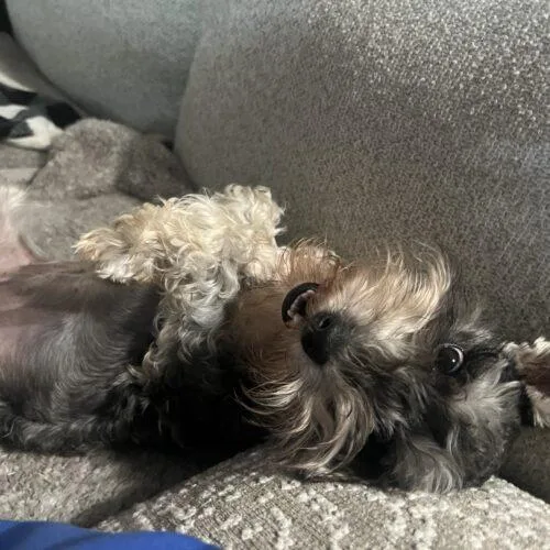 Sugar Plum Fairy thumbnail 3