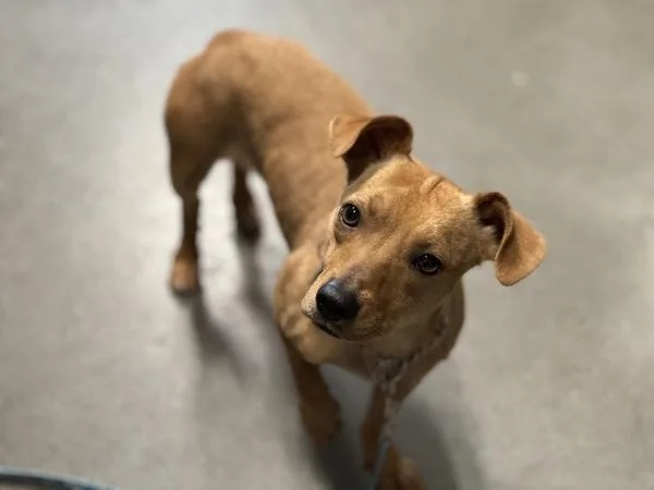 Tortellini thumbnail 3