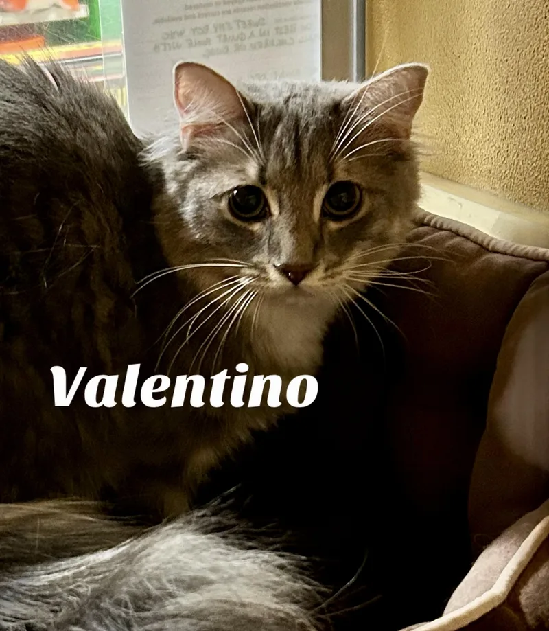 Valentino