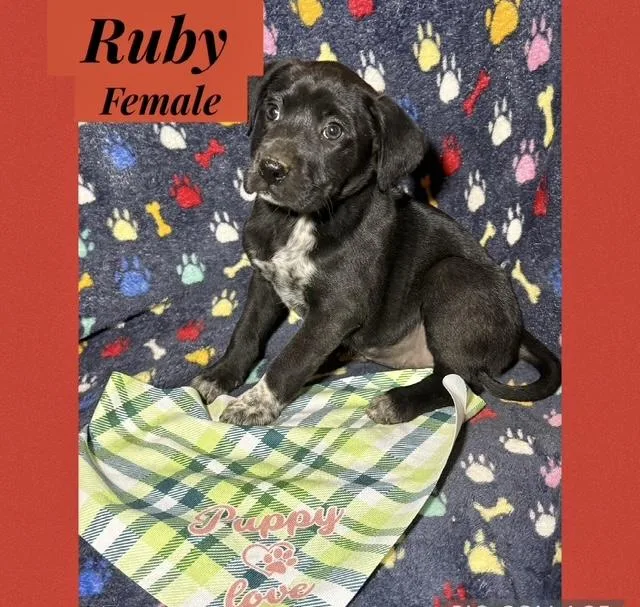 Ruby