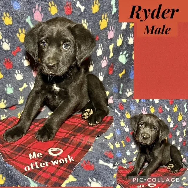 Ryder