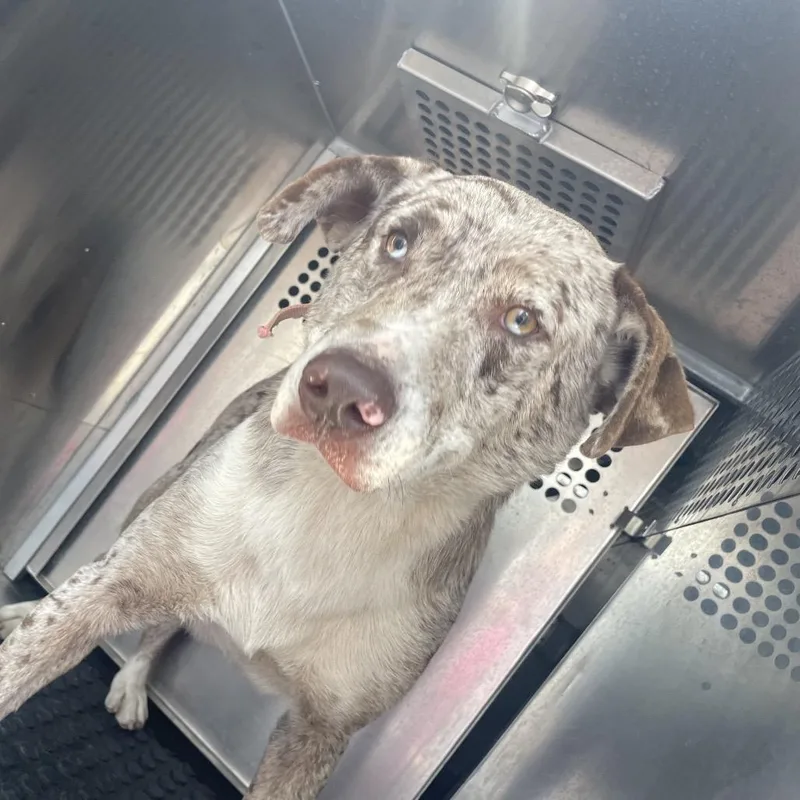 Lil Smokey thumbnail 2