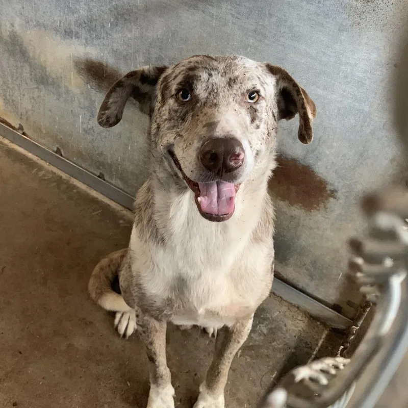 Lil Smokey thumbnail 3