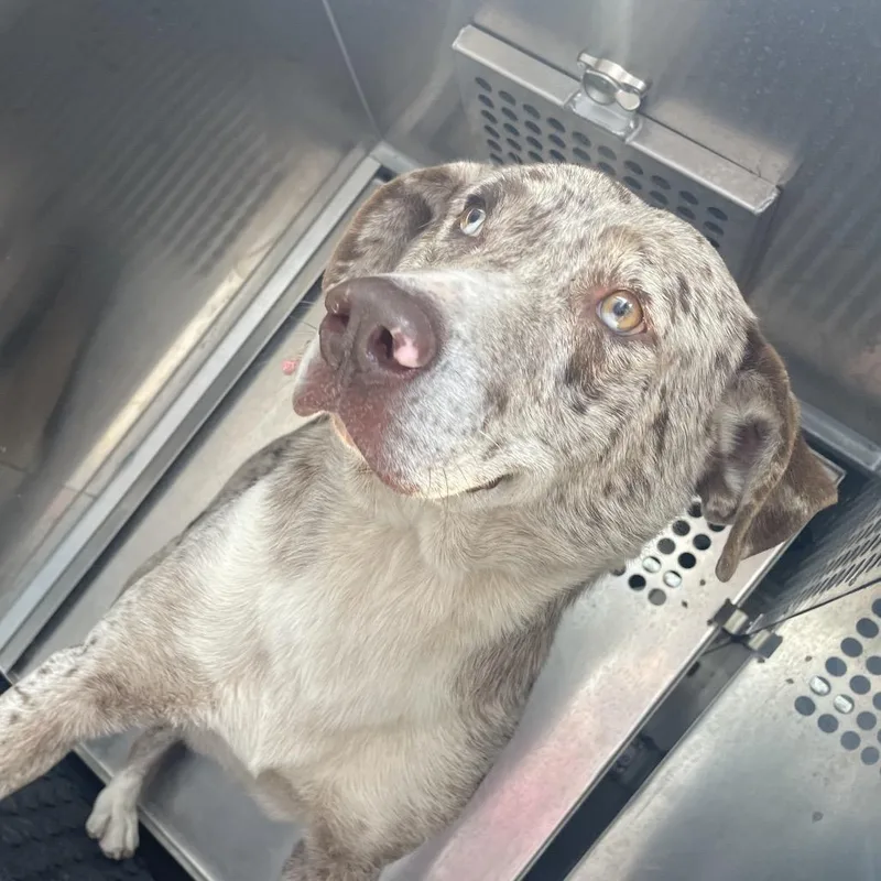 Lil Smokey thumbnail 4