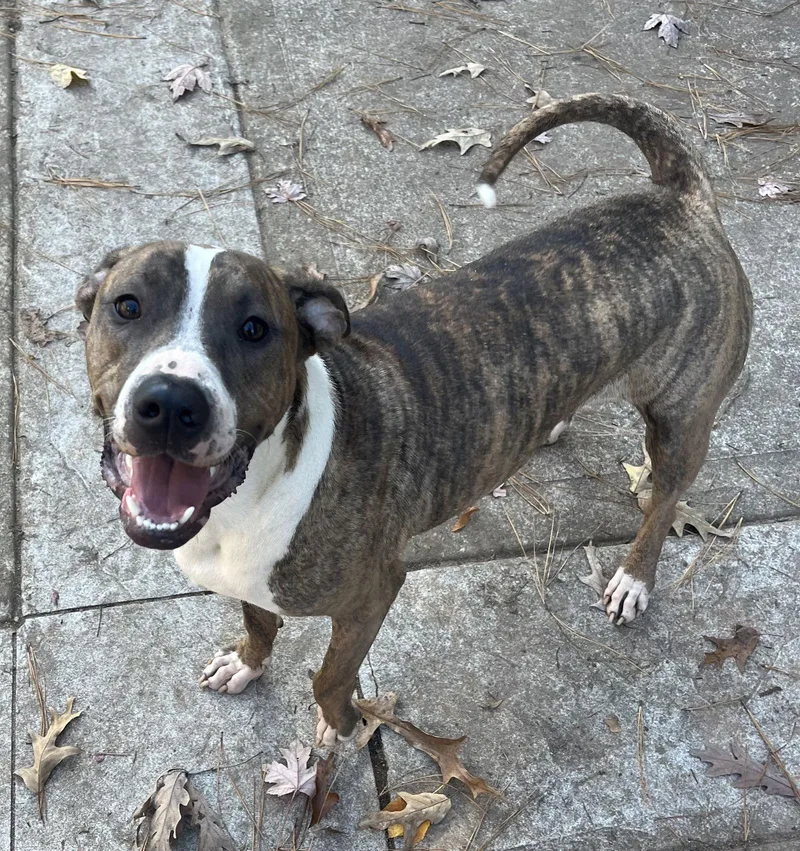 Jimmy Louisiana Litter