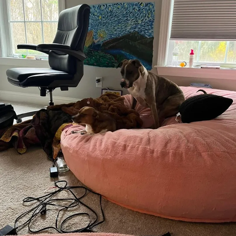 Jimmy  Louisiana Litter thumbnail 2