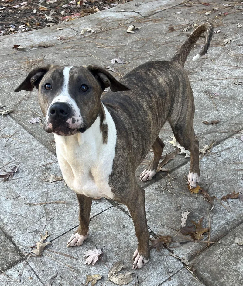 Jimmy  Louisiana Litter thumbnail 3