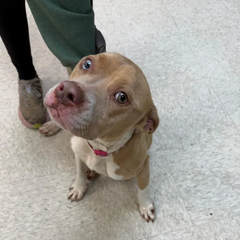 Ginger Snap Cookie thumbnail 2