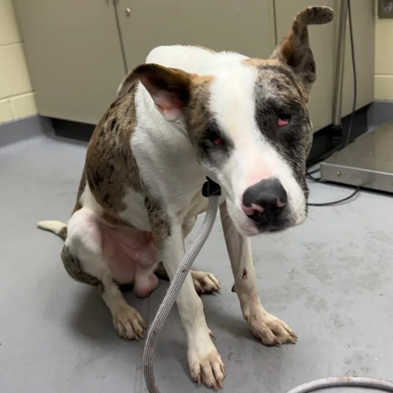 Gargoyle thumbnail 2