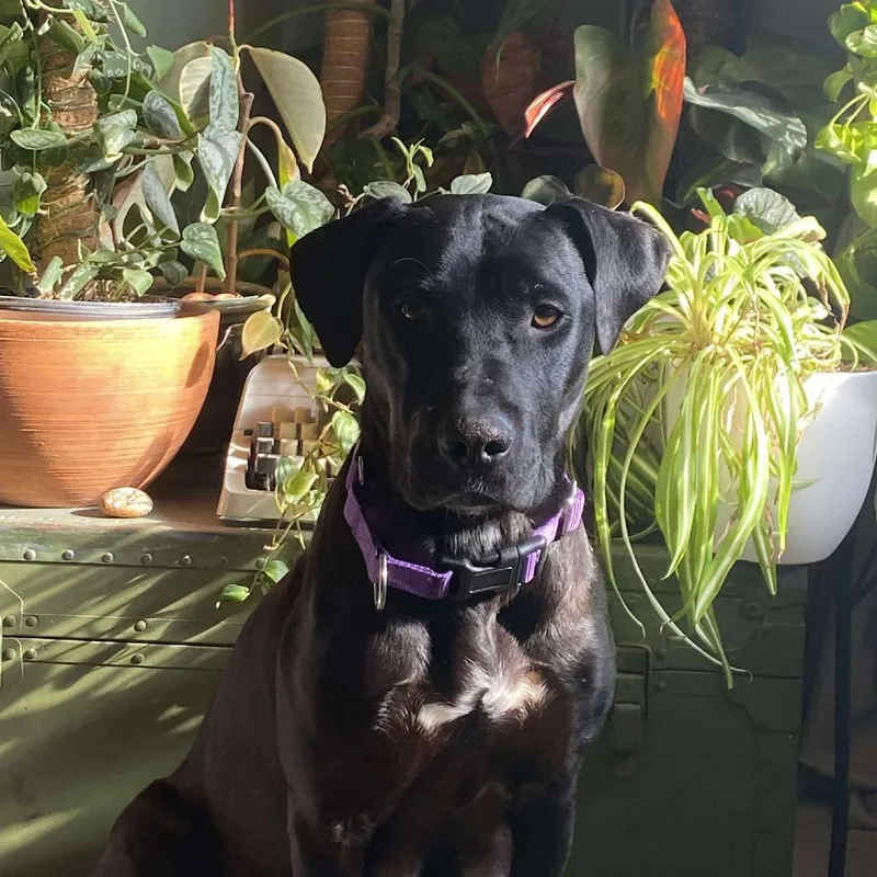 Callaway thumbnail 2