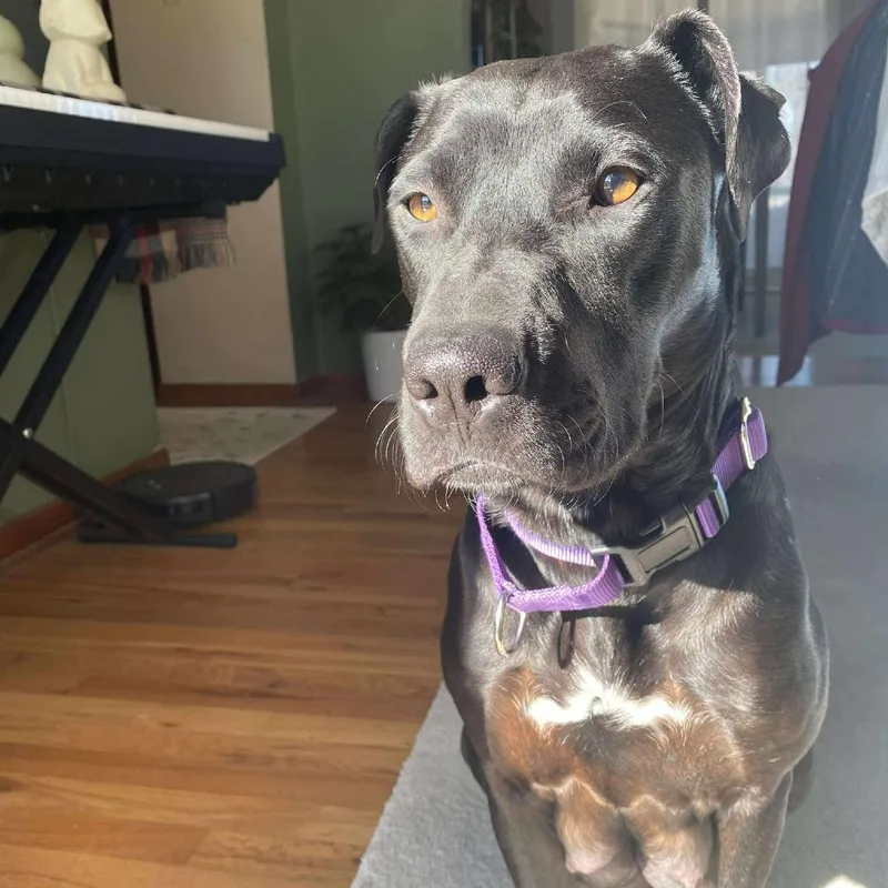 Callaway thumbnail 3