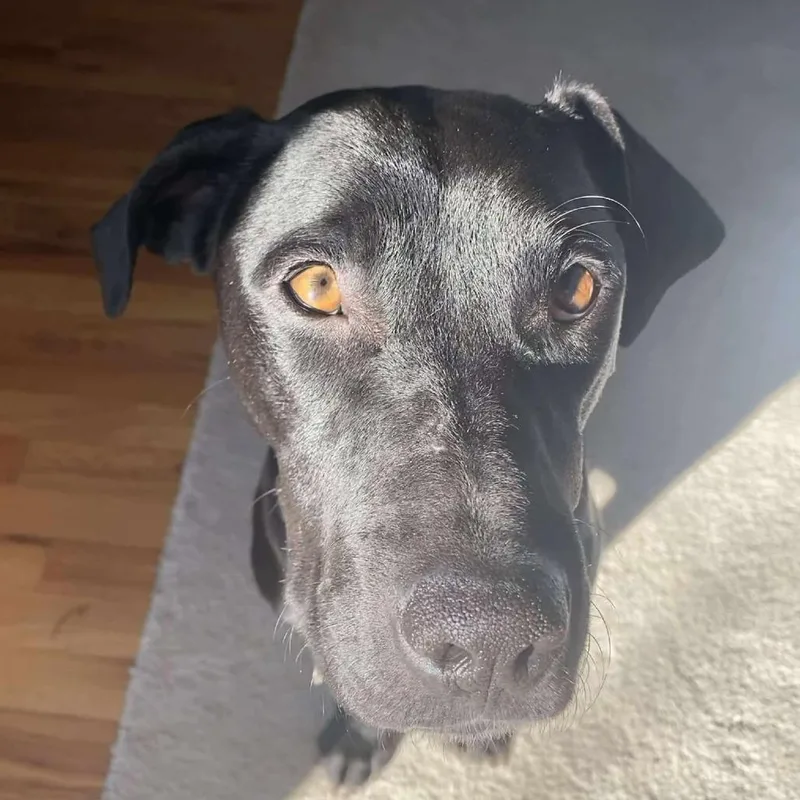 Callaway thumbnail 4