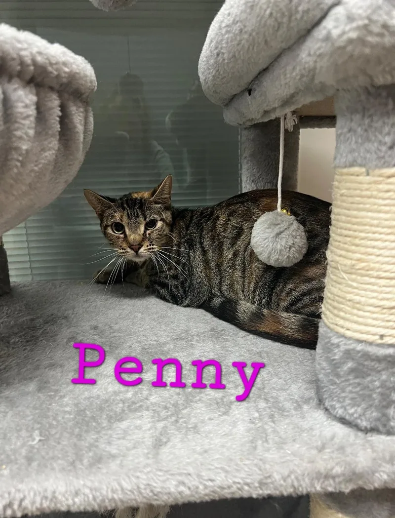 Penny