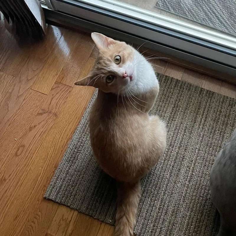 Mel – Sweet Orange thumbnail 2