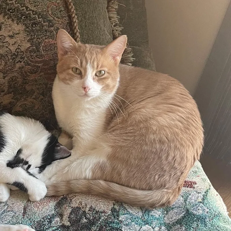 Mel – Sweet Orange thumbnail 3