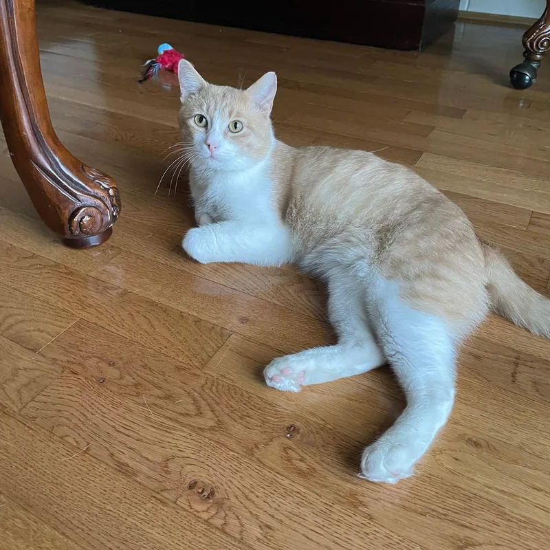 Mel – Sweet Orange thumbnail 4