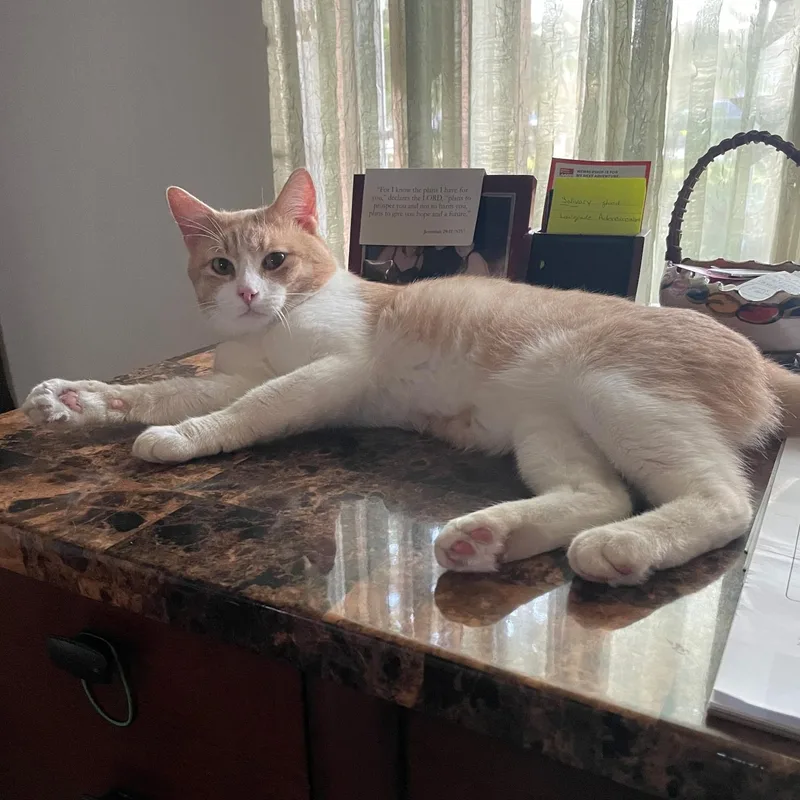 Mel – Sweet Orange thumbnail 5