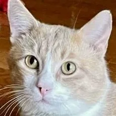 Mel – Sweet Orange