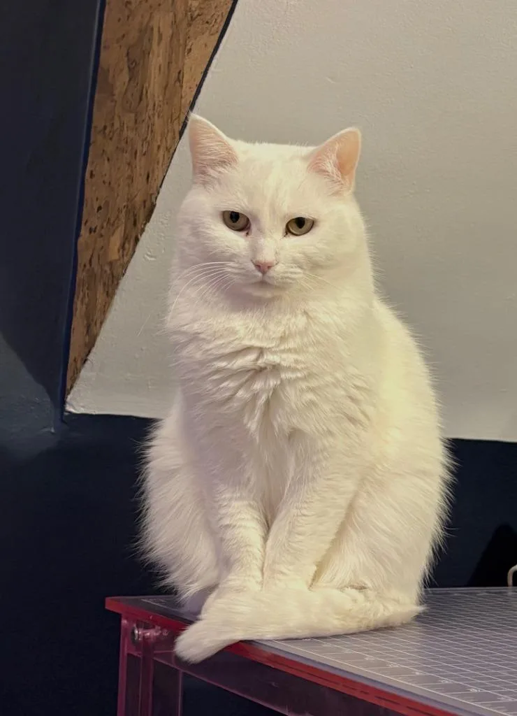 Opal  Pearl thumbnail 2