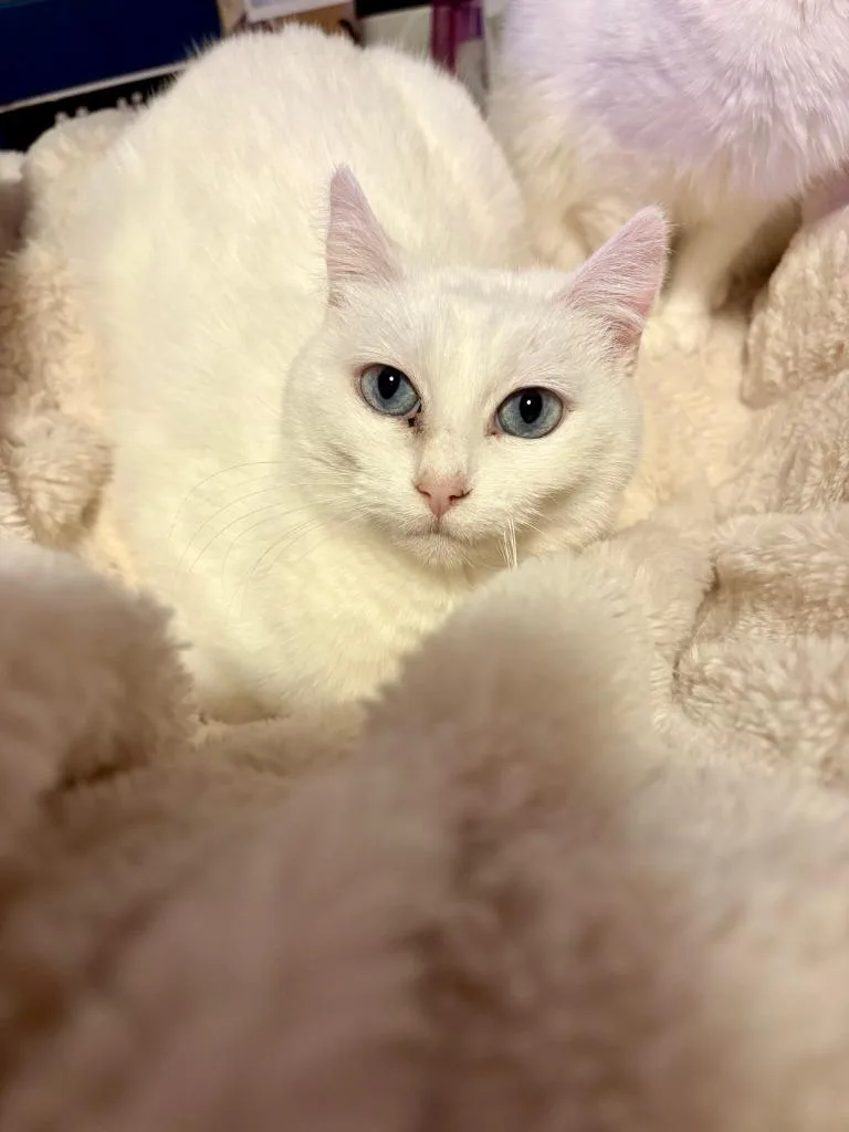 Opal  Pearl thumbnail 3