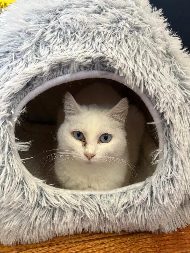 Opal  Pearl thumbnail 4