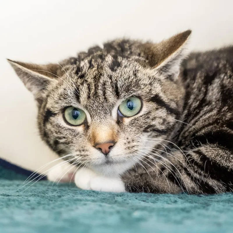 Chuckie Sue thumbnail 2